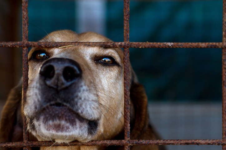 Dog looking very sad, looking through metal rusty bars of a cage