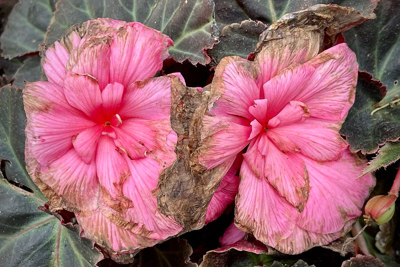 Two large flowers growing on a bush, with dead petals around the edges