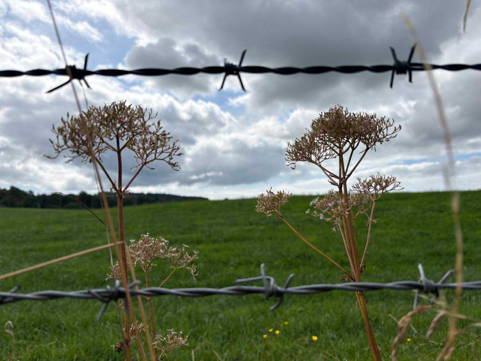 Barbed wire with seed heads