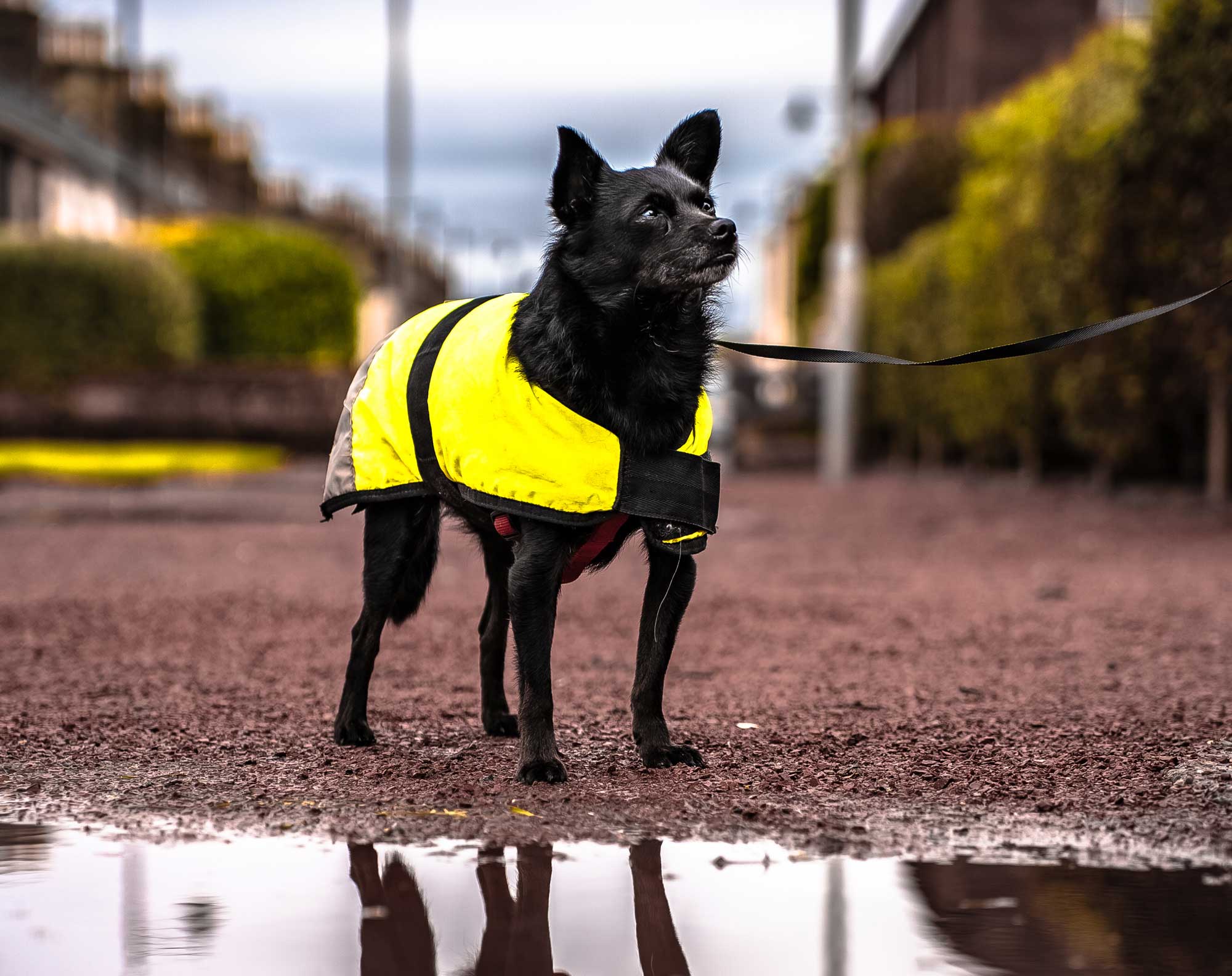 Dog mirrored in a puddle